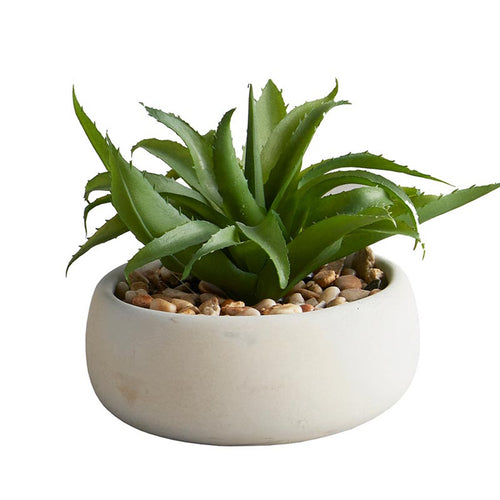 Succulent in Light Grey Planter